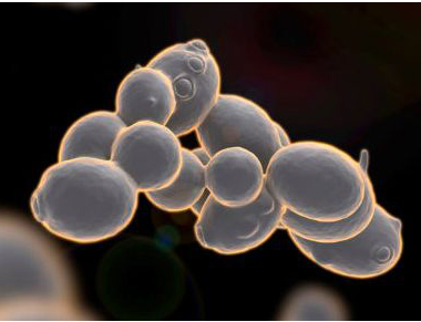 医用蘑菇视频下载入口厂家分析铜在人体中的作用 医用蘑菇视频下载入口厂家分析铜在人体中的作用