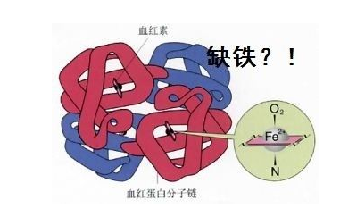 人体蘑菇视频下载入口品牌山东蘑菇视频在线播放探究铁元素在人体中的作用 人体蘑菇视频下载入口品牌山东蘑菇视频在线播放探究铁元素在人体中的作用