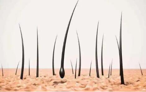 头发蘑菇视频下载入口厂家提示头发中的微量元素是怎么检测的？