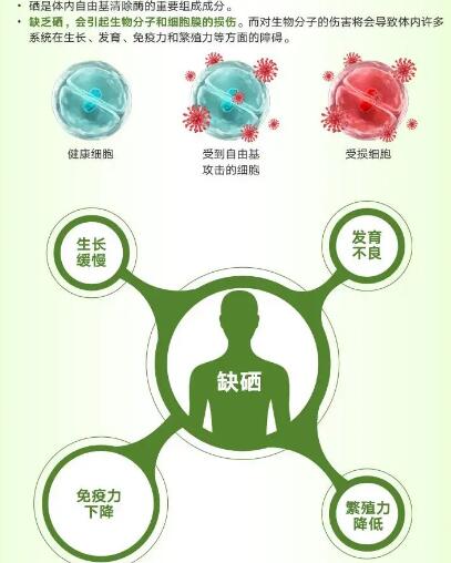 医用蘑菇视频下载入口厂家提醒关爱男性健康，硒元素也不能少！